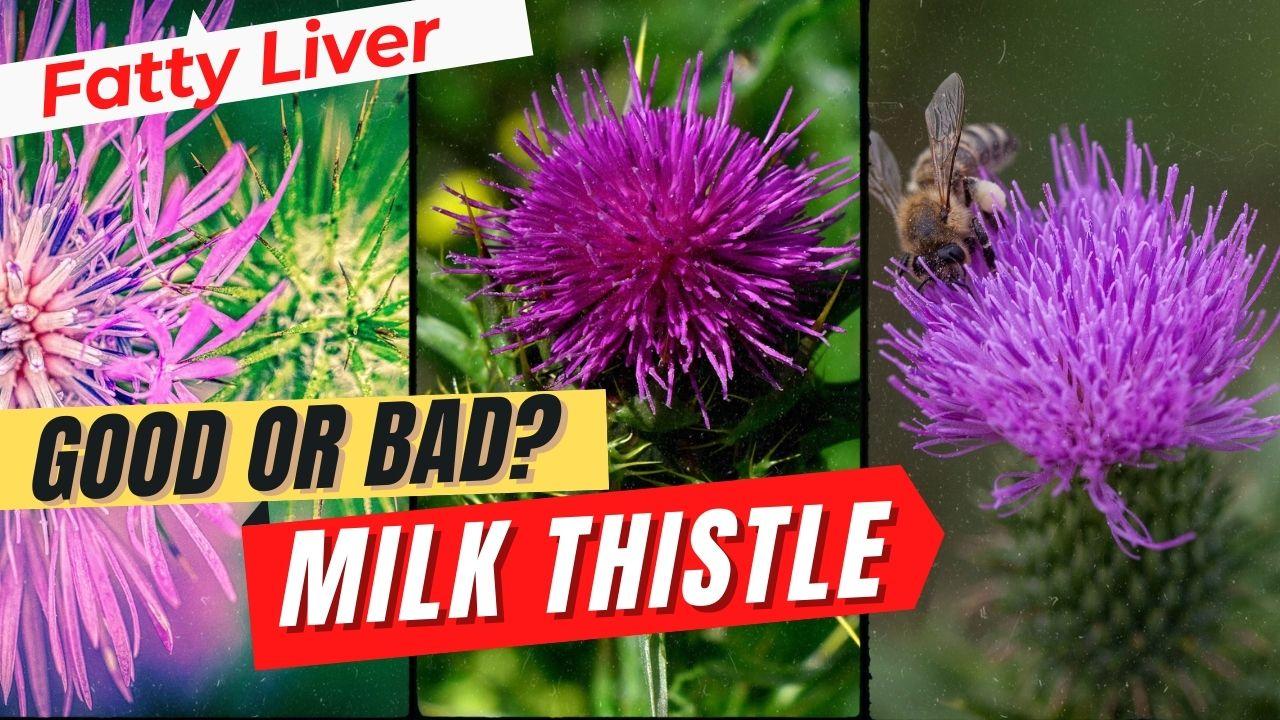 does-milk-thistle-cleanse-a-fatty-liver-livestrong